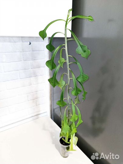 Редкие и экзотические растения 3