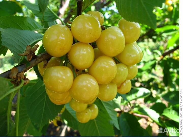 Саженцы черешни