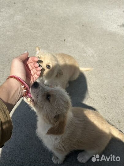 Щенки благородной дворняги