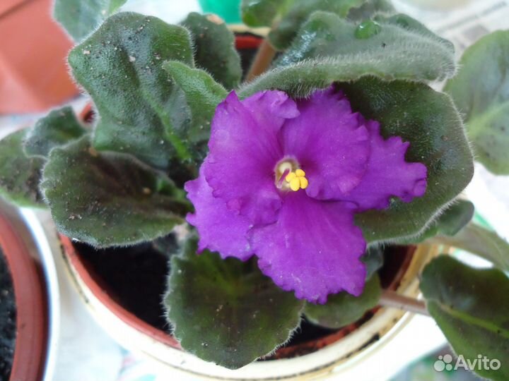 Фиалка Афродита розовые,фиолетовые,бордовые