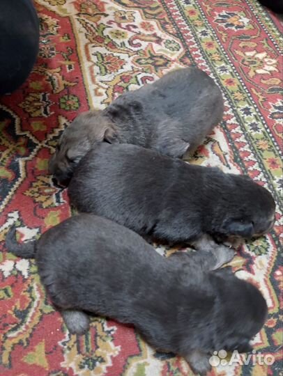 Щенки овчарки вео+сао