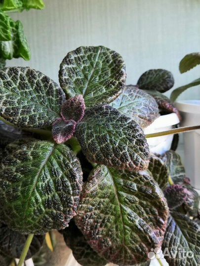 Эписции список обновлён 01.04.23