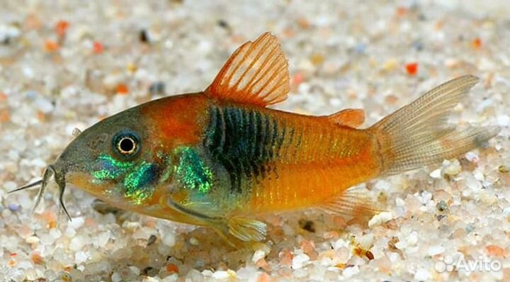 Аквариумные рыбки.обновление