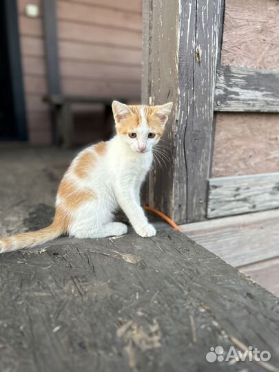Котята от очень умной кошки