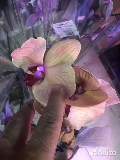 Крупные и сортовые фаленопсисы