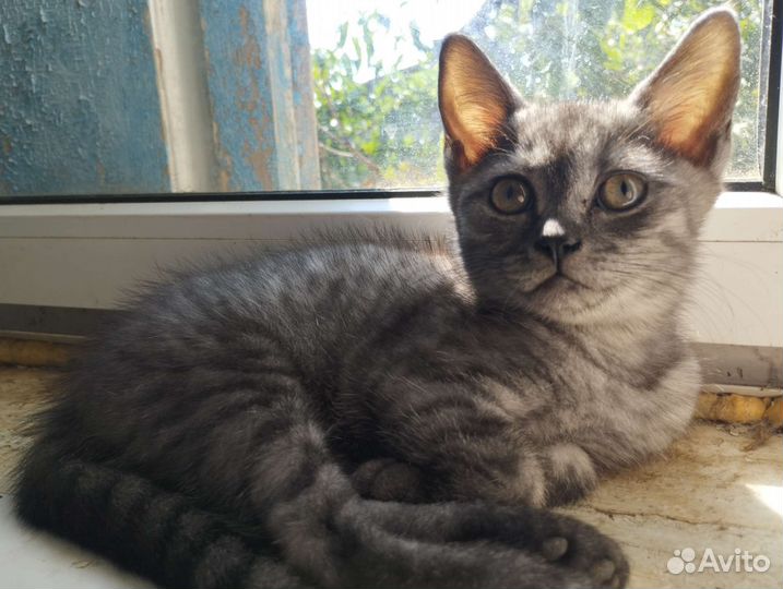 Кошечка