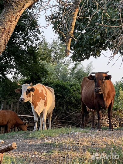 Коровы и телята