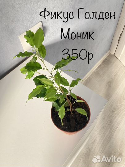 Сингониум Аглаонема алоказия калатея