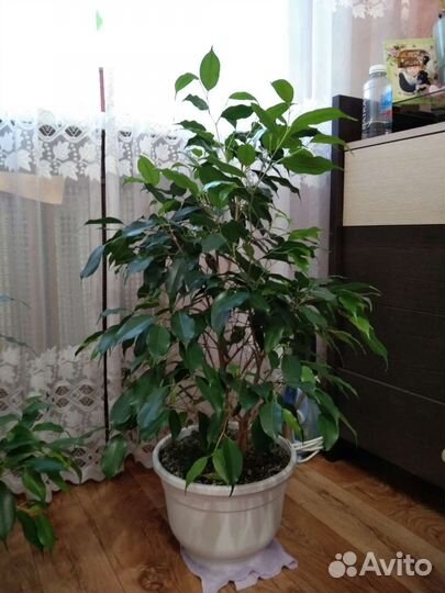 Фикус бенджамина