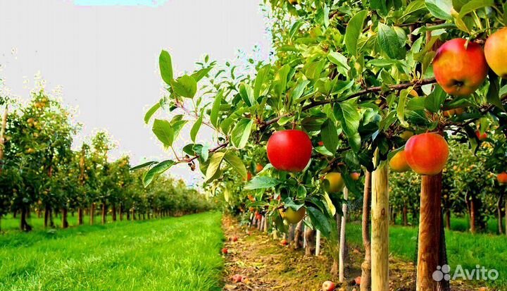 Сборка яблок