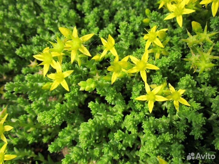 Очиток едкий