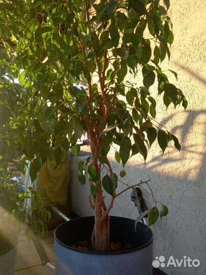 Фикус в кашпо