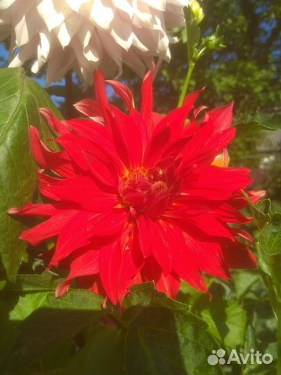 Георгины клубни