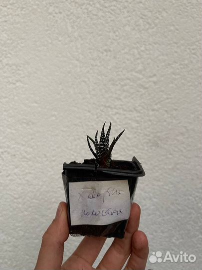 Хавортия полосатая