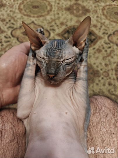 Канадский сфинкс девочка