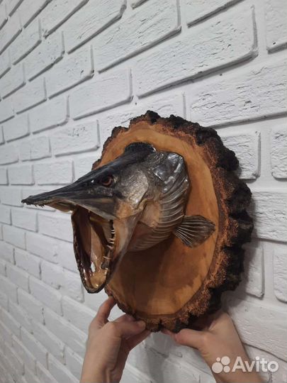 Чучело головы щуки на спиле
