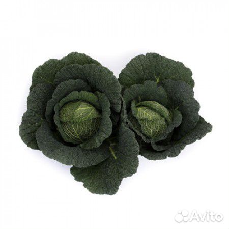 Семена Капусты 