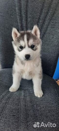 Щенки хаски