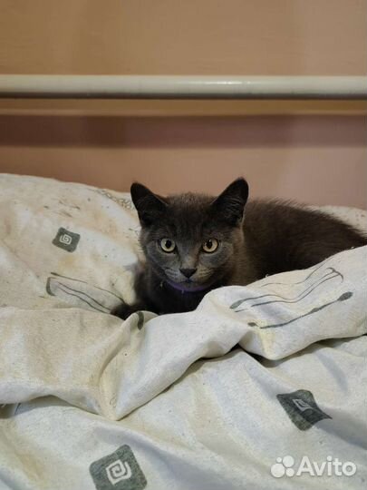 Котенок мальчик
