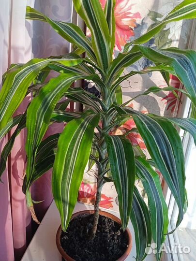 Комнатные цветы