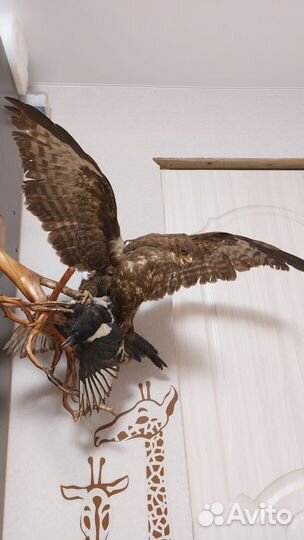Чучело хищной птицы имитация