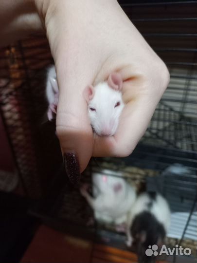 Крыса домашняя белая