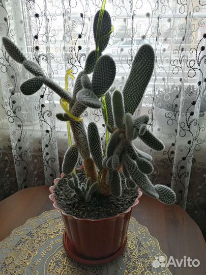 Кактус