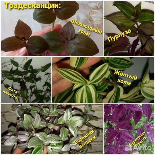 Каллизии традесканции