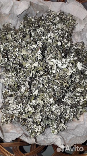 Исландский мох Цетрария, Кладония (олений ягель)