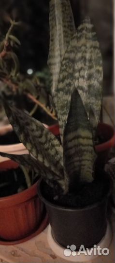 Сансевиерия