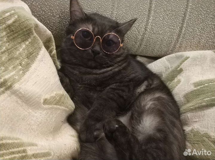 Очки для кошки, собачки, куклы