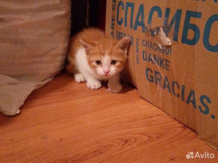 Отдаю котенка бесплатно в хорошие руки