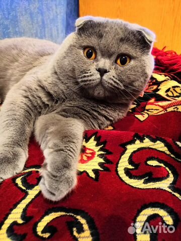 Вязка с шотландским вислоухим котом