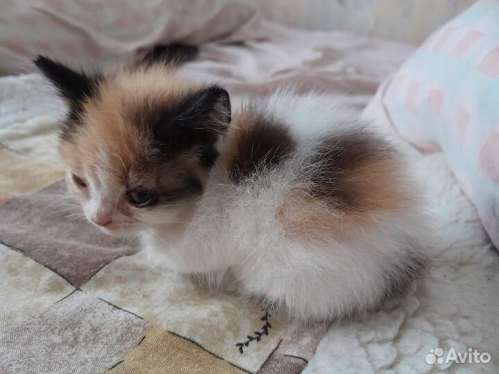 Отдам котенка в добрые руки