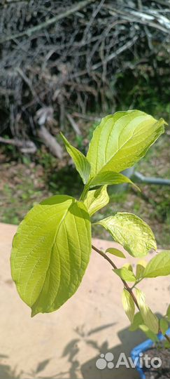 Дерен белый Ауреа