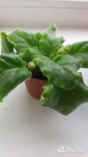 Фиалка сортовая