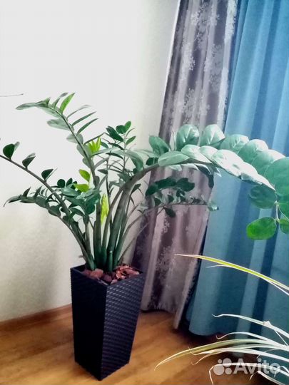 Замиокулькас