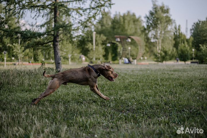 Питбуль вязка