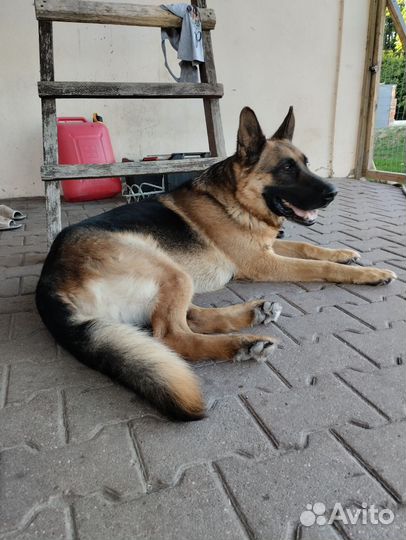 Вязка для продолжения родословной