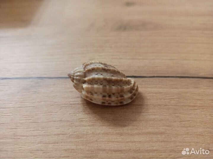 Морская раковина