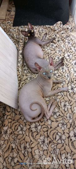 Канадский сфинкс эльф котята