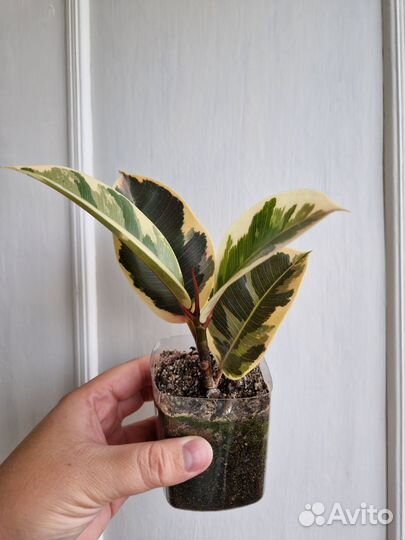 Монстера. Фикус. Кротон. Спатифиллум