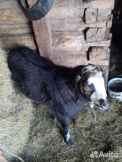 Баран, козёл