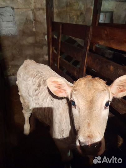 Телята,коровы