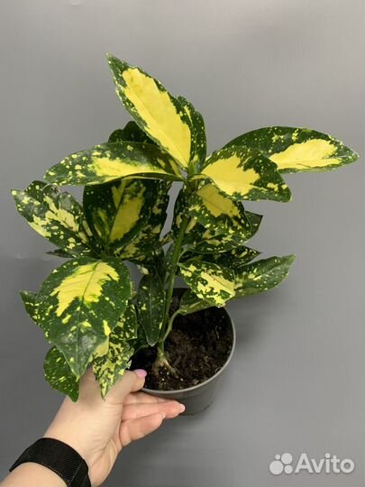 Растение аукуба