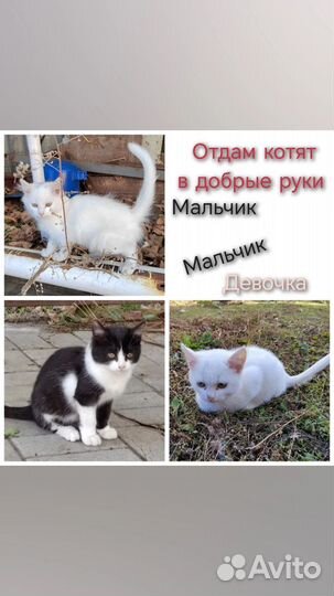 Милые котята
