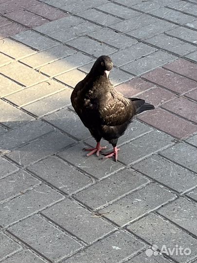 Голубь Кинг