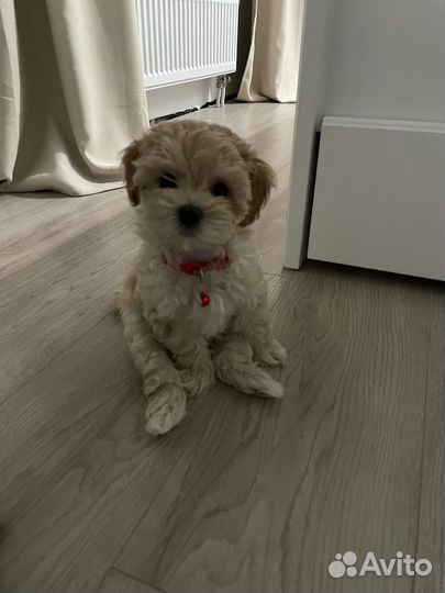 Мальтипушки Мини Микро F1