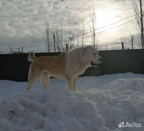 Вязка, случка, алабая