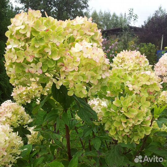 Гортензия метельчатая